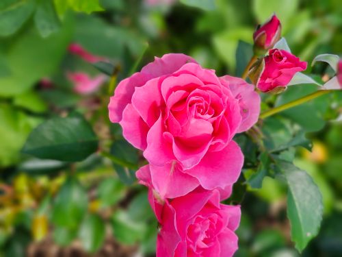 Free A close-up of vibrant pink roses in full bloom, surrounded by lush green leaves. Stock Photo