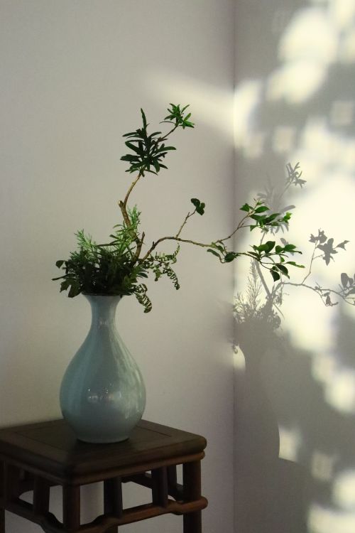 Free A stylish indoor plant arrangement in a ceramic vase casting intricate shadows on the wall. Stock Photo