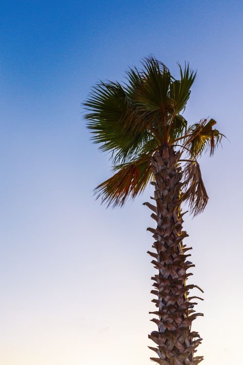 Free A single palm tree stands tall against a clear blue sky in Büyükçekmece, Istanbul. Stock Photo