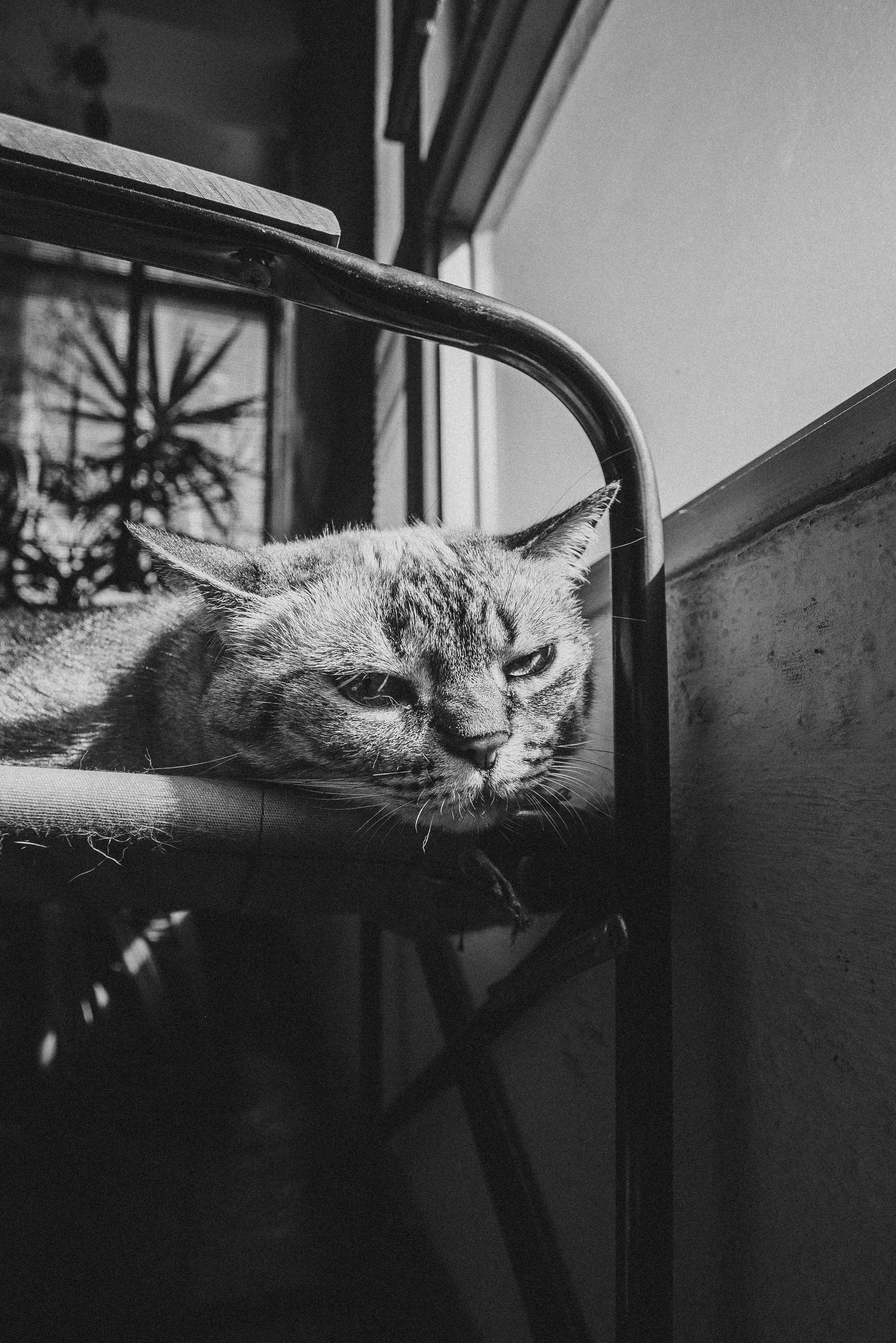 A relaxed tabby cat enjoying sunlight indoors, captured in black and white.