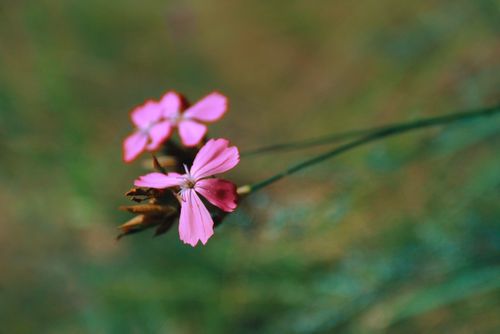 Free Close-up of pink flowers with blurred greenery background, capturing nature's beauty. Stock Photo