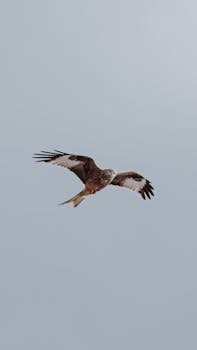 一只猛禽在晴朗的天空中张开翅膀，毫不费力地翱翔，令人惊叹