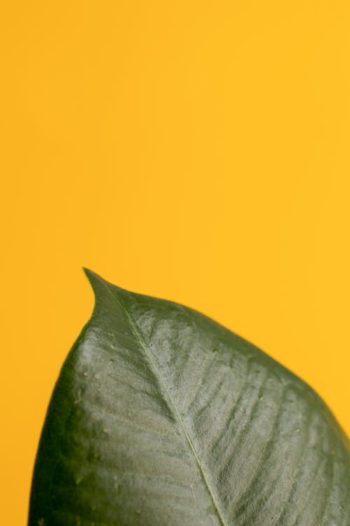 Close-Up Photo of Leaves