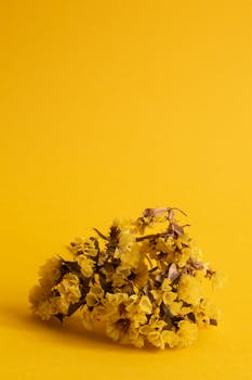 明亮的黄色花朵在黄色背景的映衬下被捕捉，展现出简洁而生动的美感