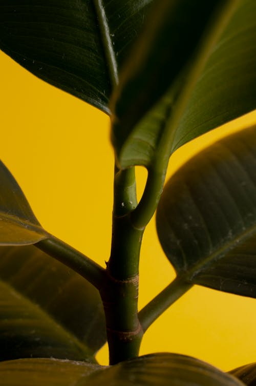 Ingyenes stockfotó dekor, eső, ficus témában