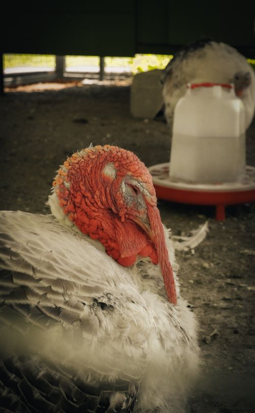 Free A detailed image of a turkey with red wattle resting near a feeder, depicting farm life. Stock Photo