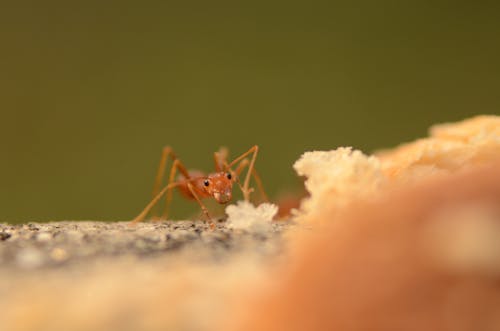 Close-up Shot Of An Ant