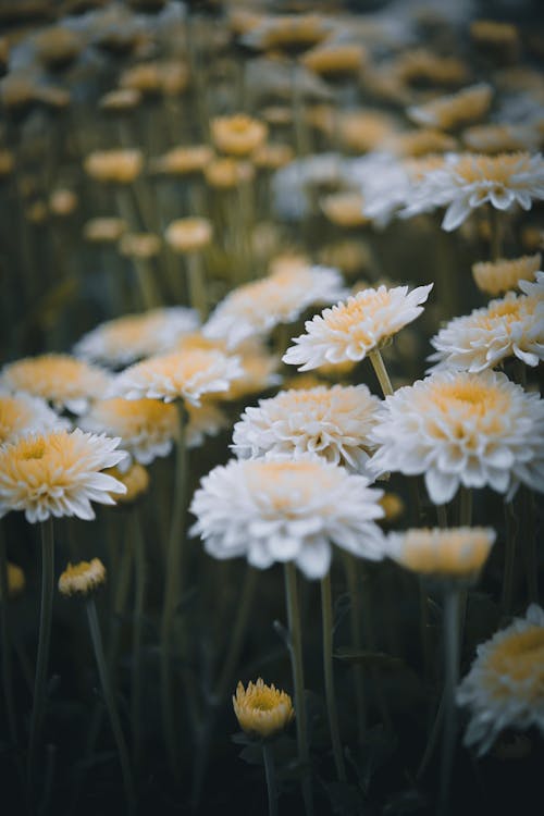 Close-Up Photo of White And Yellow Flowers