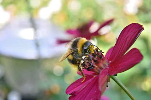 Free A vibrant bumblebee gathers pollen from a purple flower in a sunlit garden. Stock Photo