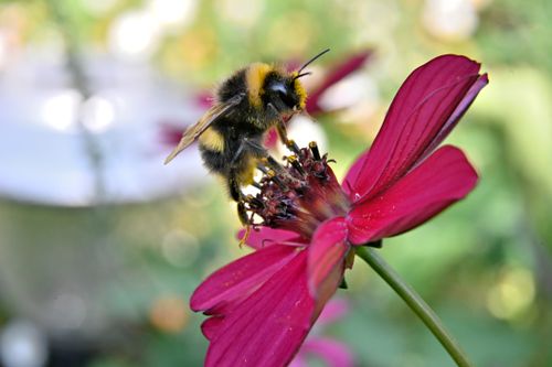 Free Macro shot of a bee collecting nectar from a vibrant pink flower, highlighting nature's beauty. Stock Photo