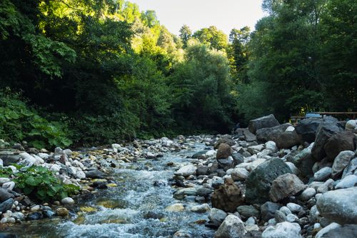 Free Serene natural scene of a flowing stream surrounded by lush green forest and rocks in summer. Stock Photo