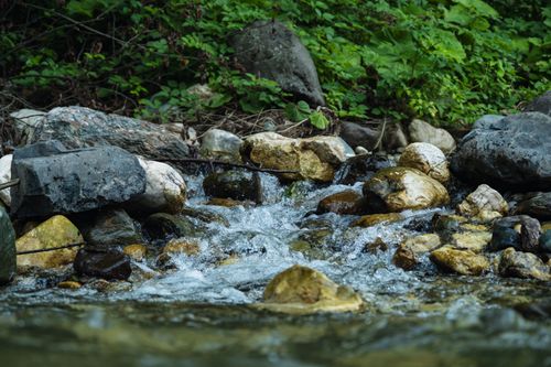 Free A peaceful brook with clear water flowing over stones surrounded by dense green foliage, capturing nature's tranquility. Stock Photo