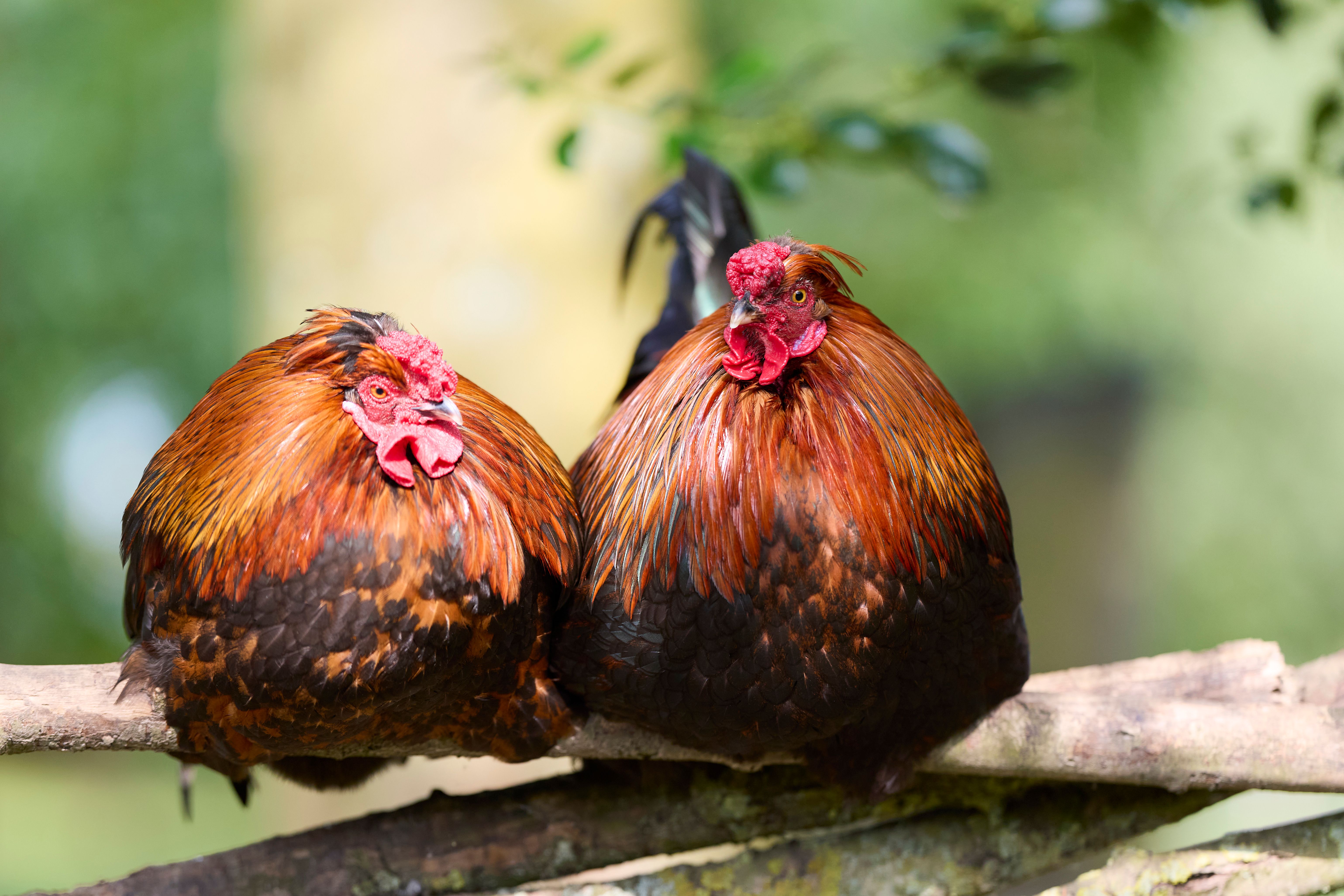 ไก่ตัวผู้สองตัวอยู่ในคอกแยก มีผู้ดูแลตรวจขาและขนอย่างระมัดระวังในฟาร์มชนบท