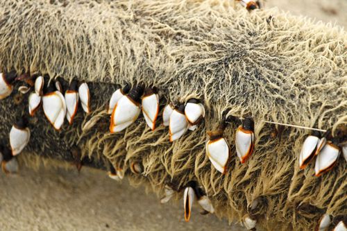Free Detailed view of goose barnacles attached to driftwood on a beach. Stock Photo