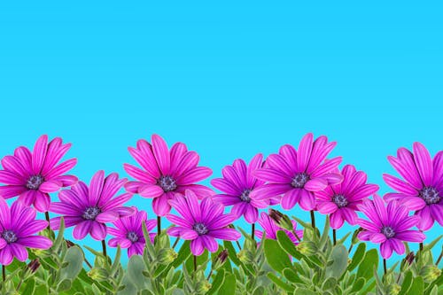 무료 hd 벽지, 꽃, 꽃 바탕화면의 무료 스톡 사진