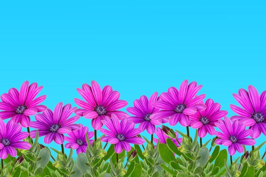 Bright purple African daisies in full bloom against a vibrant blue sky, representing spring growth.