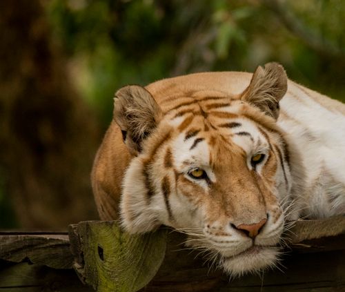 Free A detailed photograph of a Bengal tiger relaxing, showcasing its majestic features and serene expression. Stock Photo