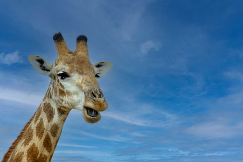 Free A close-up photograph of a giraffe with a vibrant blue sky backdrop. Ideal for wildlife themes. Stock Photo