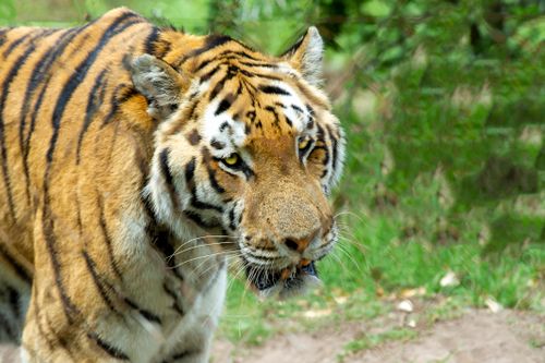 Free Majestic Bengal tiger prowling through lush greenery, capturing its wild beauty and intense gaze. Stock Photo