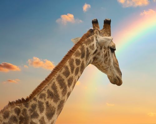 Free Majestic giraffe with a vibrant rainbow backdrop against a serene sky. Stock Photo