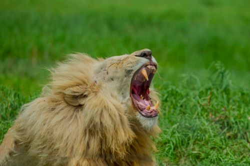 Free Close-up of a roaring lion with lush green grass background, showcasing its majestic mane and powerful expression. Stock Photo