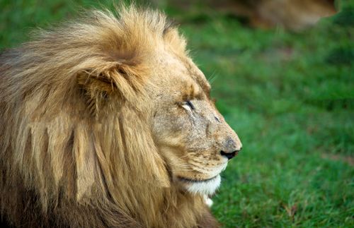 Free A detailed profile shot of a majestic lion resting in the grass, showcasing its mane and serene demeanor. Stock Photo