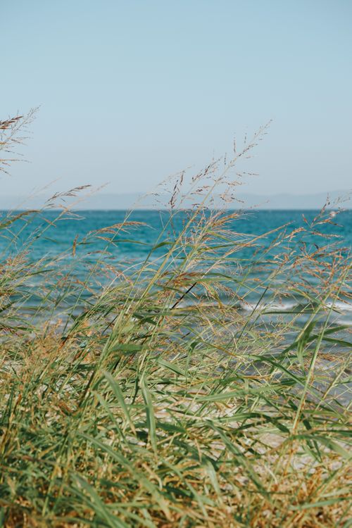 Free Peaceful beach view with ocean backdrop and tall grasses swaying in the breeze. Stock Photo