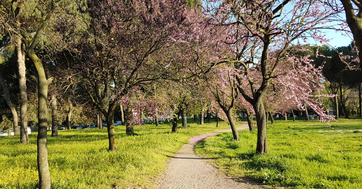 Free stock photo of nature, pink trees, rome