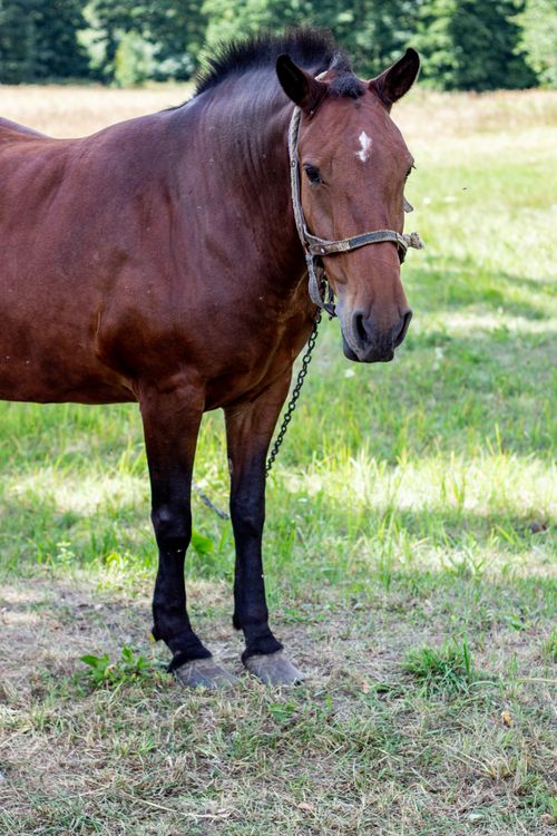 Free A brown horse standing in a grassy meadow with a forest backdrop, displaying its natural beauty. Stock Photo