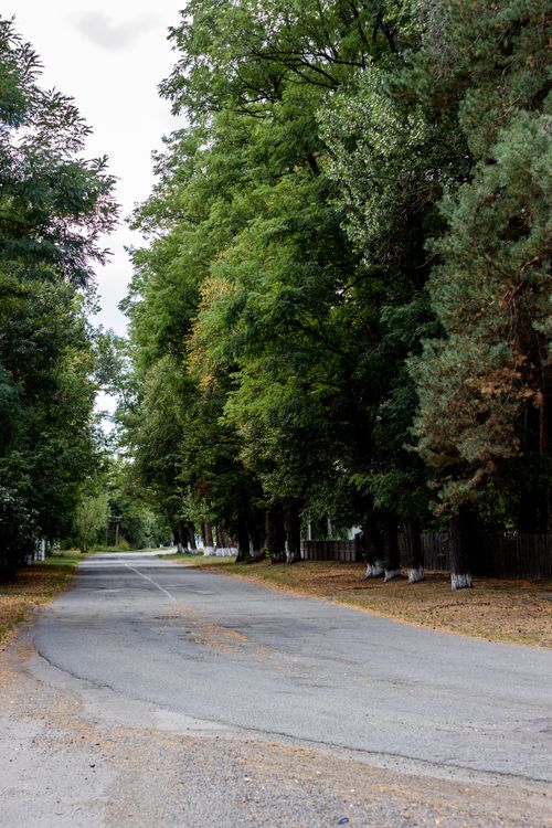 Free A serene road is beautifully lined with lush green trees under a bright sky. Stock Photo