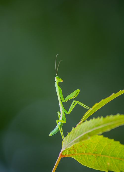 Free Close-up of a green praying mantis perched on a leaf with a blurred green background. Stock Photo