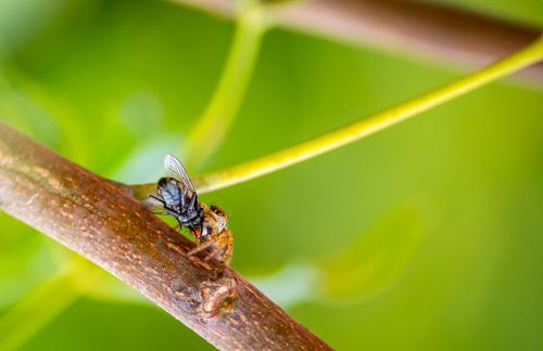 Free Detailed macro shot of a fly on a brown branch with a green blurred background, showcasing nature's beauty. Stock Photo