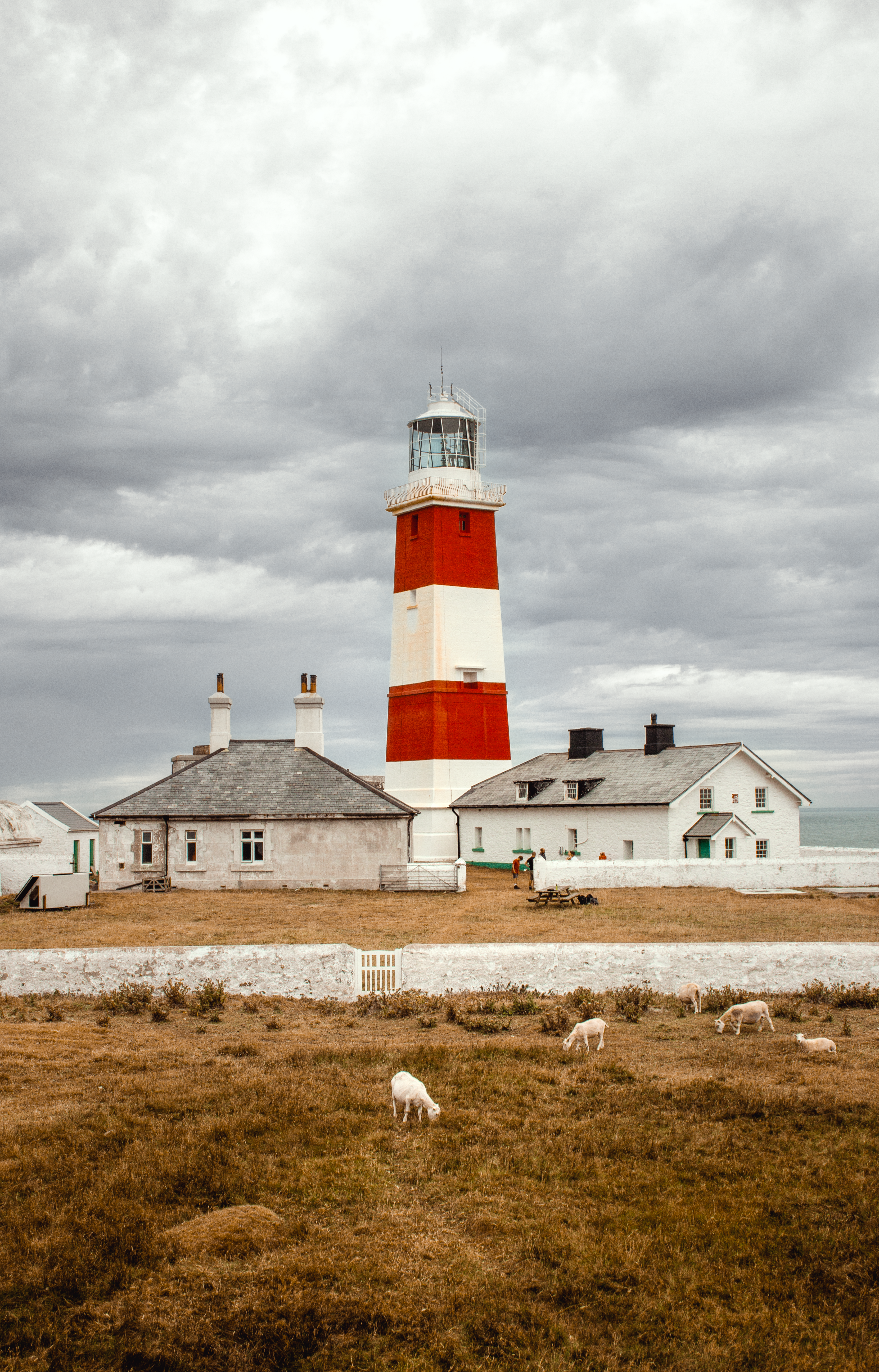 A striking lighthouse stands against a cloudy sky on the Welsh coastline, with sheep grazing nearby.