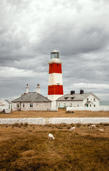 A striking lighthouse stands against a cloudy sky on the Welsh coastline, with sheep grazing nearby.
