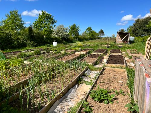 Free A vibrant allotment garden filled with thriving plants under a clear blue sky in spring. Stock Photo