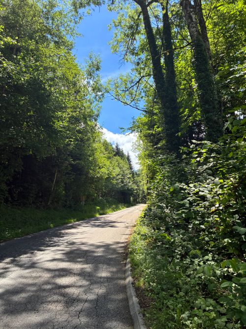 Free A quiet country road surrounded by lush green forest under a clear blue sky. Stock Photo