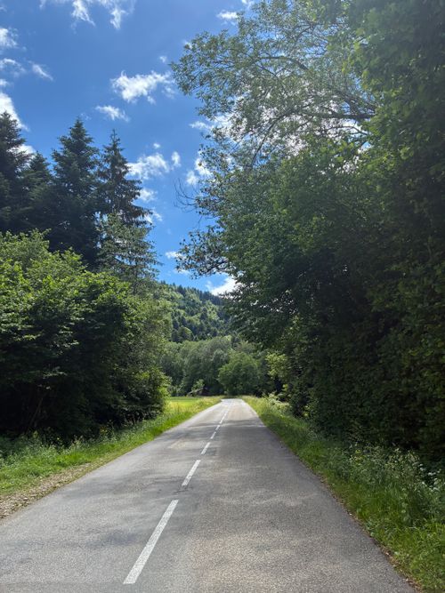 Free A tranquil road surrounded by towering trees under a bright blue sky, capturing nature's serene beauty. Stock Photo