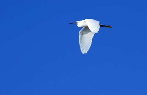 Free stock photo of in volo, laguna, uccello acquatico