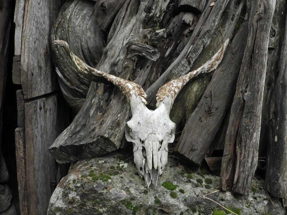 White Animal Skull on Brown Wooden Fence