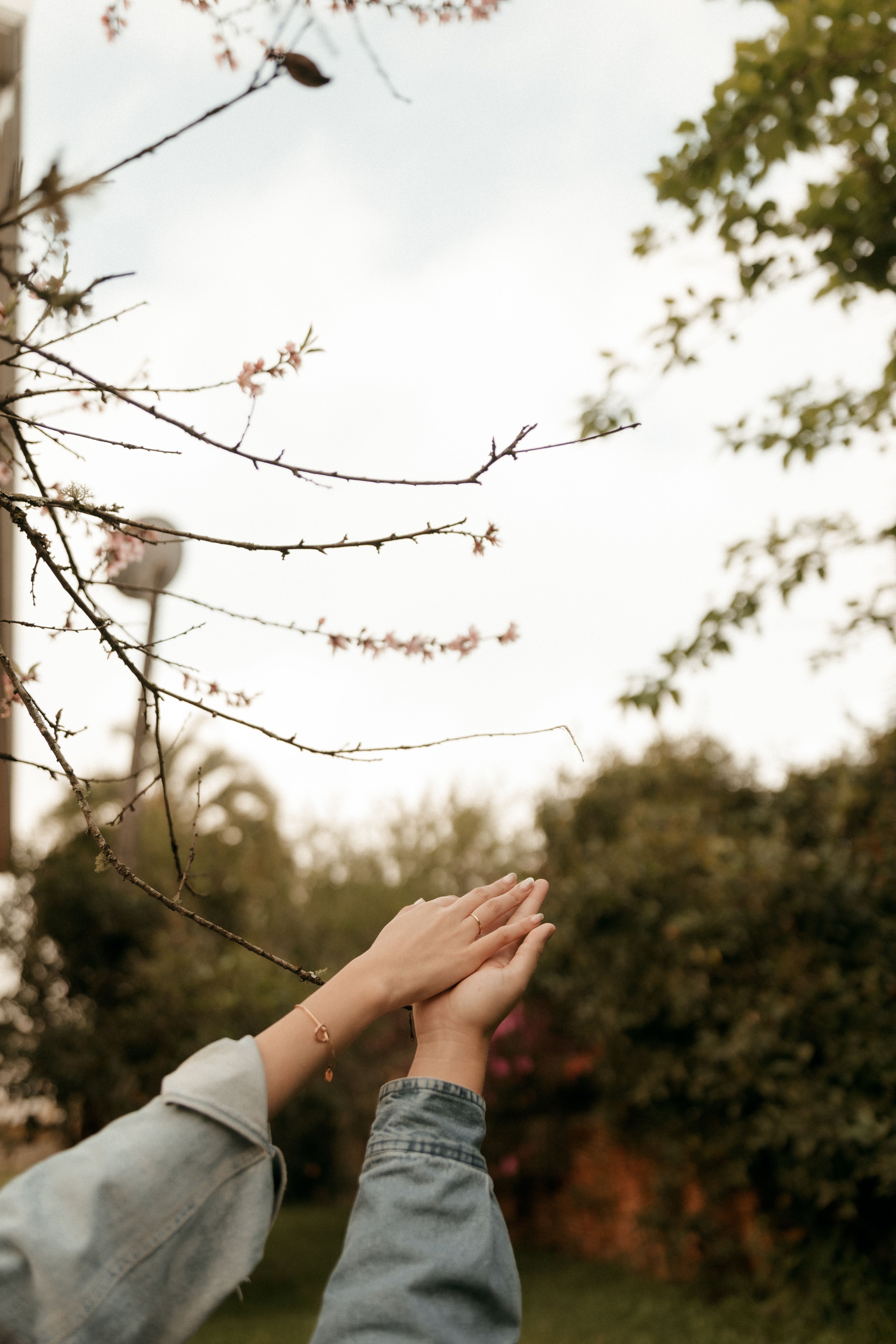 Fotomural Manos que se alzan contra el telón de fondo de un jardín primaveral con ramas en ciernes y un cielo nublado.