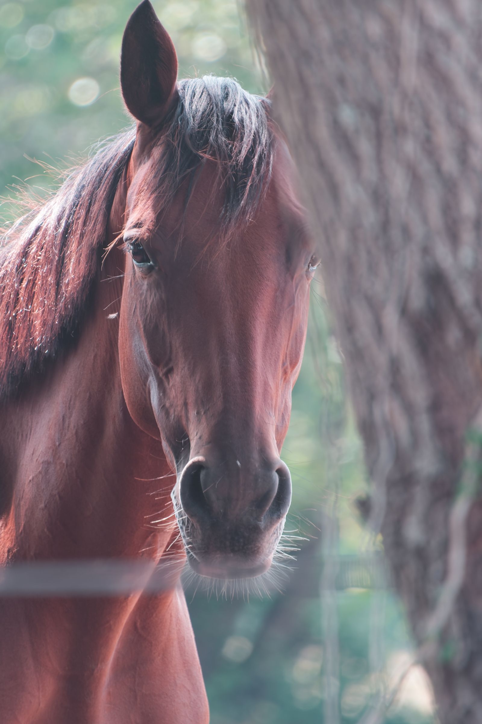 Portrait d'un cheval bai au doux bokeh vert, dans les Pyrénées-Atlantiques