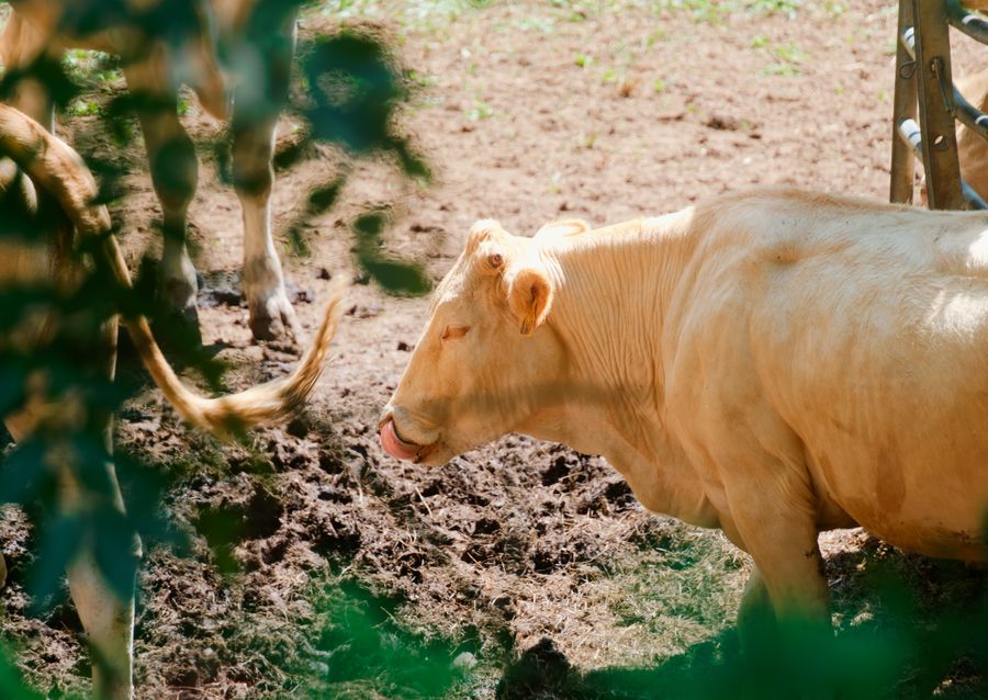 Blonde d'Aquitaine cow grazing in a muddy pasture, Pyrenees-Atlantiques