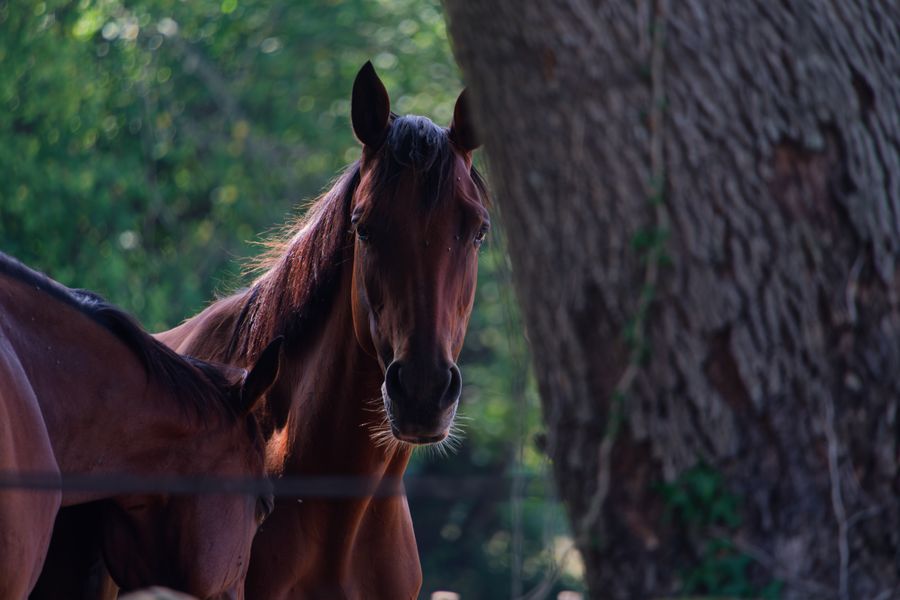 Two bay horses standing together in a shaded pasture, Pyrenees-Atlantiques