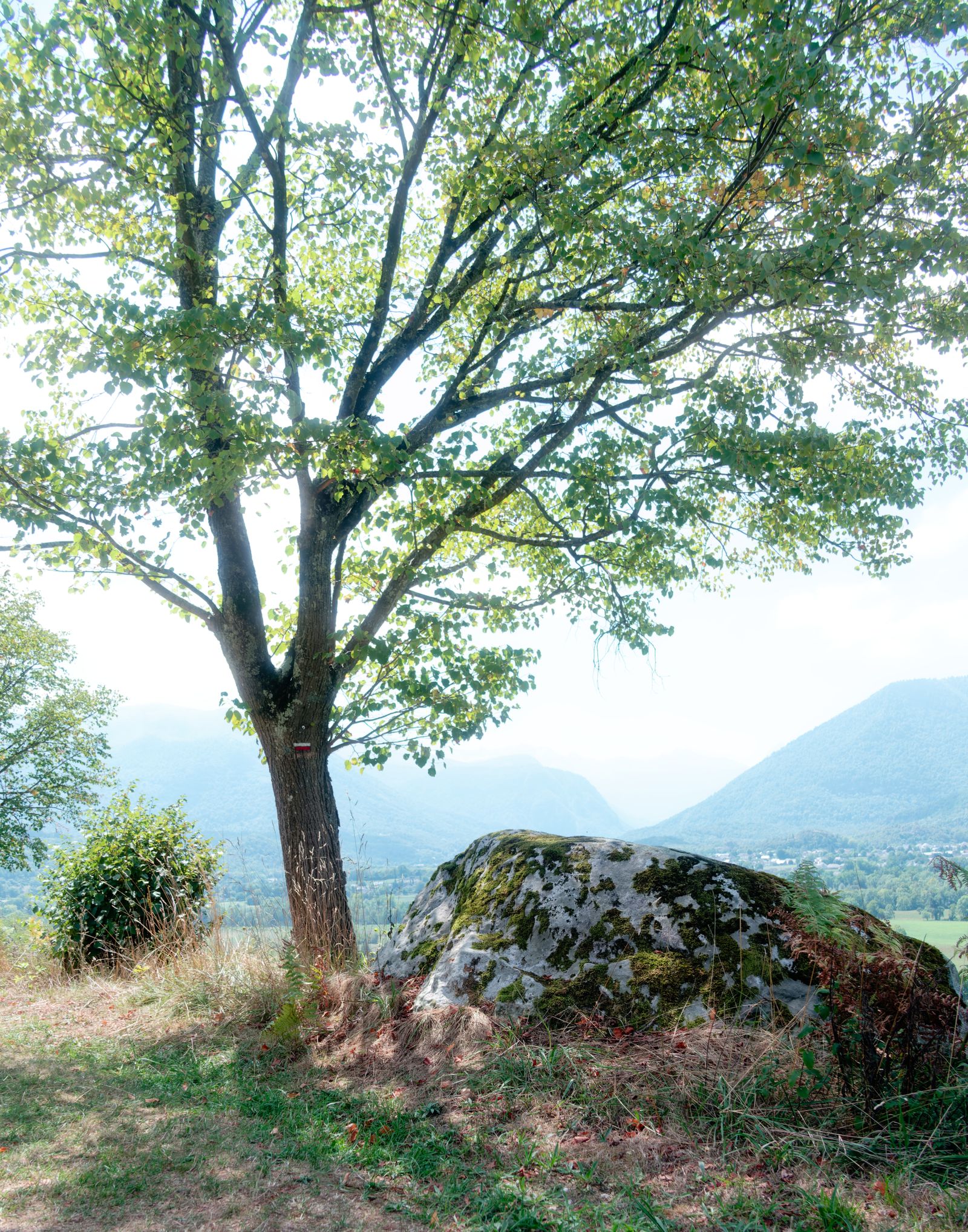 Arbre et bloc morainique moussu sur le chemin de Saint-Jacques-de-Compostelle