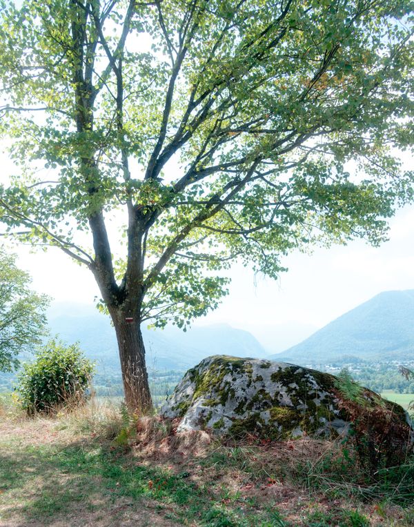 Arbre et bloc morainique moussu sur le chemin de Saint-Jacques-de-Compostelle