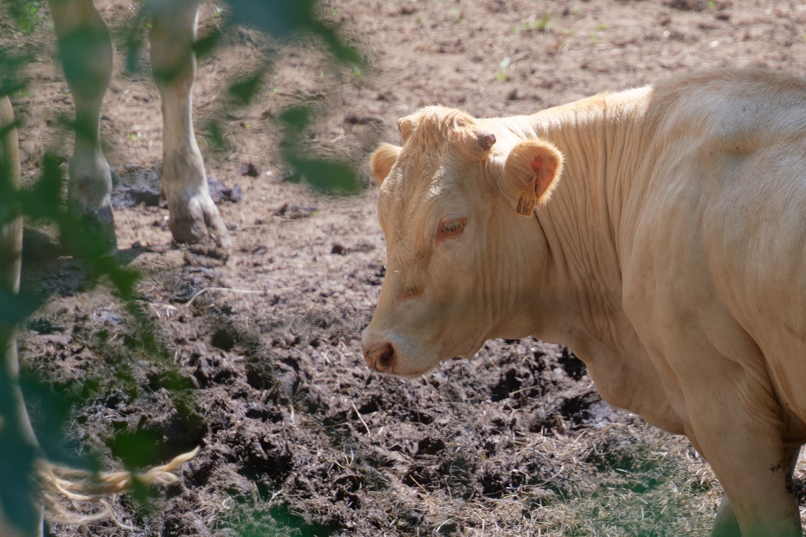 A Charolais cow stands in a muddy rural field in Bourgogne-Franche-Comté, France