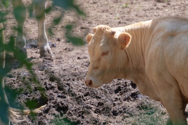 Une vache charolaise dans un champ boueux de Bourgogne-Franche-Comté