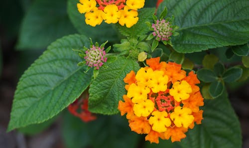 คลังภาพถ่ายฟรี ของ lantana, ดอกไม้, ใกล้ชิด