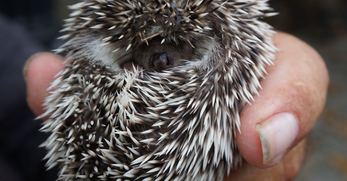 Hedgehog Curled Into a Ball Are hedgehogs good pets for kids: a hedgehog curled into a prickly ball in a person's hand