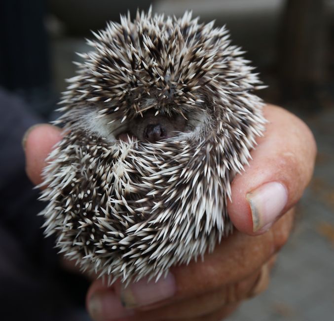 Adorable hedgehog curled up in a hand, displaying its spiky exterior.
